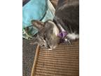 Adopt Puck a Gray or Blue (Mostly) Domestic Shorthair / Mixed (short coat) cat