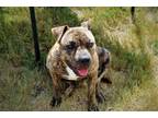 Adopt Remy a Brindle - with White American Pit Bull Terrier / Mixed dog in San
