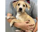 Adopt Merlot a Tan/Yellow/Fawn Mixed Breed (Medium) / Mixed dog in Bryan