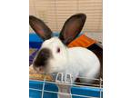 Adopt Energizer Bunny a White Californian / Satin / Mixed (short coat) rabbit in