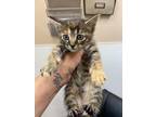 Adopt 55914326 a Gray or Blue Domestic Mediumhair / Domestic Shorthair / Mixed