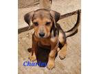 Adopt Charly a Black - with Brown, Red, Golden, Orange or Chestnut Mixed Breed