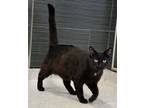 Adopt Sirius a Domestic Shorthair / Mixed cat in Brockville, ON (41187535)
