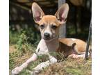 Adopt Aspen a Brown/Chocolate Mixed Breed (Small) / Mixed dog in Sonoma