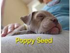 Adopt Peaches a Tan/Yellow/Fawn American Pit Bull Terrier / Mixed dog in Kansas