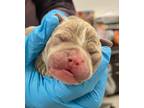 Adopt Clint a Tan/Yellow/Fawn American Pit Bull Terrier / Mixed dog in Kansas