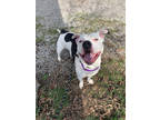 Adopt Bosco a White Mixed Breed (Large) / Mixed dog in Cincinnati, OH (37405223)