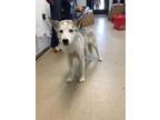 Adopt Pegasus a White Husky / Mixed dog in Fort Worth, TX (41456052)