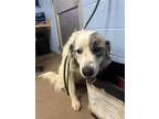 Adopt Clarissa - ADOPTED FTA a White Mixed Breed (Large) / Mixed dog in