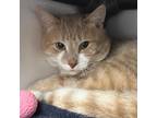 Adopt Tom a Orange or Red Domestic Shorthair / Mixed Breed (Medium) / Mixed