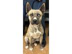 Adopt Sid a Brindle Shepherd (Unknown Type) / Mixed Breed (Medium) / Mixed