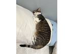 Adopt Panini a Brown Tabby American Shorthair / Mixed (short coat) cat in