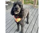 Adopt Bo a Black Poodle (Standard) / Mixed dog in New Oxford, PA (41407193)
