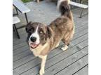 Adopt Asher a Gray/Silver/Salt & Pepper - with White Great Pyrenees / Mixed dog