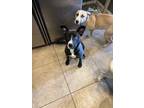 Adopt N/A a Black Pitsky / Mixed dog in Freeport, NY (41455950)