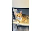 Adopt Momo a Orange or Red (Mostly) Domestic Shorthair / Mixed (short coat) cat
