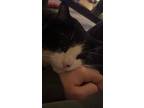 Adopt Frankie a Black & White or Tuxedo Domestic Shorthair / Mixed (medium coat)