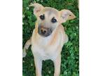 Adopt Crystal a Tan/Yellow/Fawn - with Black Australian Shepherd / German