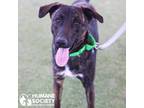 Adopt SVEN a Brindle Shepherd (Unknown Type) / Mixed dog in Tucson