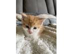 Adopt Champagne a Orange or Red (Mostly) Domestic Shorthair / Mixed (short coat)
