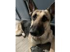 Adopt Cici a Brown/Chocolate - with Black German Shepherd Dog / Mixed dog in Las