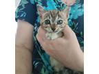 Adopt Precious a Tan or Fawn Tabby Maine Coon / Mixed (medium coat) cat in