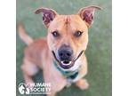 Adopt SEVEN a Red/Golden/Orange/Chestnut - with White Pit Bull Terrier / Mixed