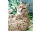 Adopt Ginseng (bonded to Seamus) a White (Mostly) Domestic Shorthair cat in San