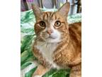 Adopt Seamus (bonded to Ginseng) a White (Mostly) Domestic Shorthair cat in San