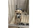 Adopt 2405-0187 Layla (Available 05/15) a Mixed Breed (Medium) / Mixed dog in