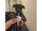 Adopt Rollie a Rat Terrier