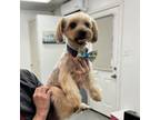 Adopt Toby James a Yorkshire Terrier