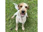 Adopt Griswald a Terrier