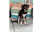 Adopt Jack a Black Labrador Retriever / Mixed dog in Dallas, TX (41453645)