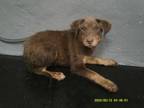 Adopt a Brown/Chocolate German Pinscher / Miniature Pinscher dog in Jourdanton