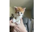 Adopt OJ a Orange or Red (Mostly) Domestic Shorthair / Mixed (short coat) cat in