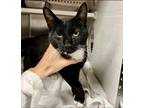 Adopt Mr. Polka a Domestic Shorthair / Mixed cat in Raleigh, NC (41403274)