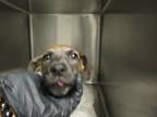 Adopt Stormy a Labrador Retriever / Mixed dog in Raleigh, NC (41455994)