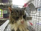 Adopt Chase a Domestic Longhair / Mixed cat in Raleigh, NC (41455991)
