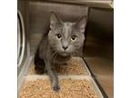 Adopt Gregory a Domestic Shorthair / Mixed cat in Raleigh, NC (41455990)