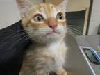Adopt Kiki a Domestic Shorthair / Mixed cat in Raleigh, NC (41455988)