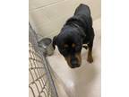 Adopt 18238 a Rottweiler / Mixed dog in Covington, GA (41455979)
