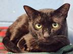 Adopt Scoot a Domestic Short Hair