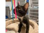 Adopt Chase a Domestic Short Hair