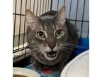 Adopt Tony The Tiger a Domestic Medium Hair, Domestic Short Hair