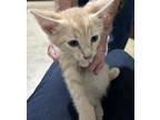 Adopt TW-Sully a Domestic Short Hair