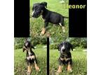 Adopt Eleanor a Black Terrier (Unknown Type, Medium) / Mixed dog in Newport