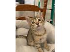 Adopt Ellie a Brown Tabby Domestic Shorthair / Mixed (short coat) cat in