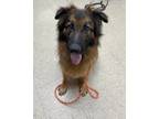 Adopt Jazzy a Black Mixed Breed (Large) / Mixed dog in Hamilton, OH (41455531)