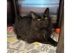 Adopt Wrenley a All Black Domestic Mediumhair / Domestic Shorthair / Mixed cat
